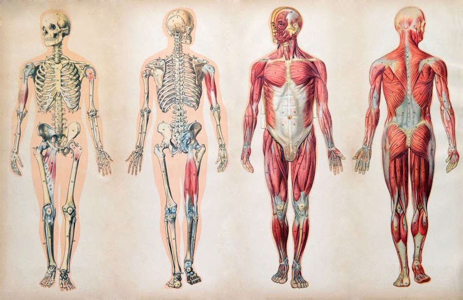 anatomy-charts-human-body-muscle-systems-skeletal.jpg